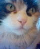 MANGO, MEIN GANZES GL�CK UND NERVENTOD...