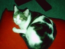 susi