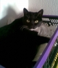 gestatten: Phyllis