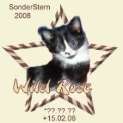 Wild Rose.jpg